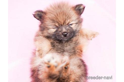 成約済の千葉県のポメラニアン-180616の2枚目